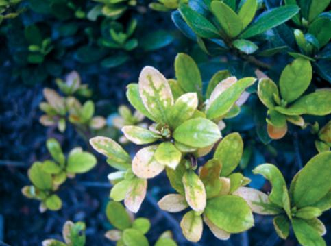 杜鹃花常见病害及防治方法