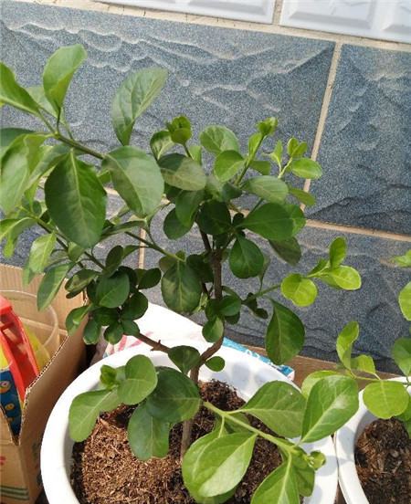 茉莉花开花季节?