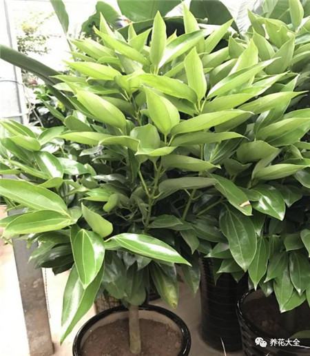 植物的风水作用