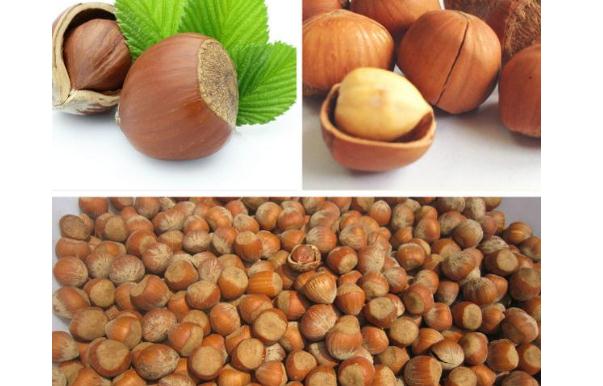 榛子有什么营养价值榛子生吃好还是熟吃好(榛子生吃还是熟吃好吃)