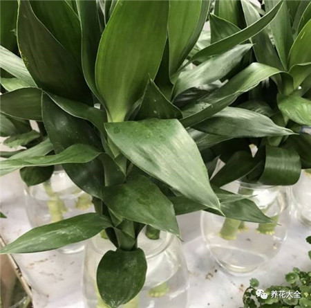 植物的风水作用