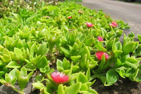 怎样让牡丹吊兰多开花