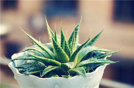 室内最好养的植物排名图片