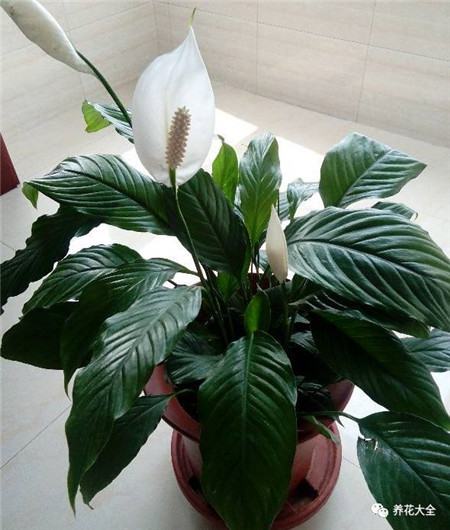 植物的风水作用