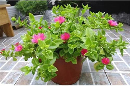 怎样让牡丹吊兰多开花