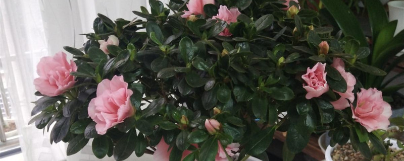 杜鹃花怎么养家庭养法打蔫怎么挽救(杜鹃花养花技巧)