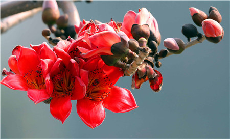 木棉扦插生根最快方法