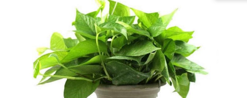 绿萝发黄怎么处理黄叶枯萎的原因及补救办法(绿萝发黄怎么养才能更旺盛)