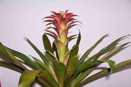 凤梨叶子枯了还能吃吗