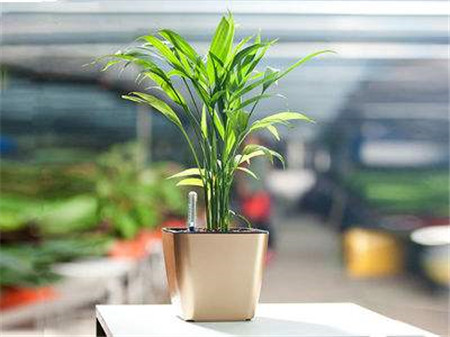 室内最好养的植物排名图片