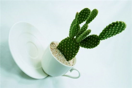 室内最好养的植物排名图片