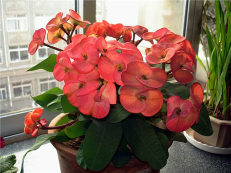 室内最好养的植物排名图片