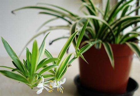 室内最好养的植物排名图片