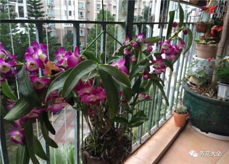 植物的风水作用