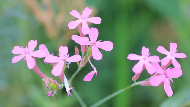 矮雪轮和高雪轮的区别(矮雪轮图片)