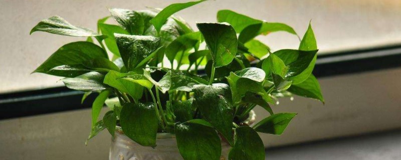 绿萝叶子长黑斑是怎么回事(绿萝叶子长黑点是什么原因)