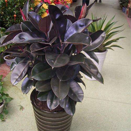 室内最好养的植物排名图片