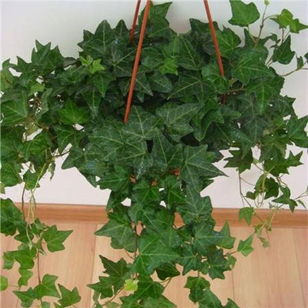 室内最好养的植物排名图片