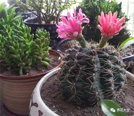 植物的风水作用