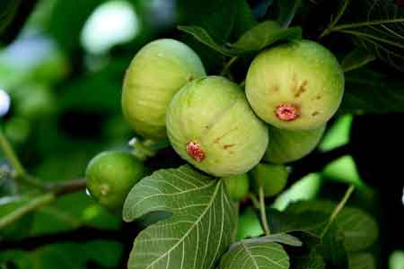 无花果怎样扦插成活率比较高