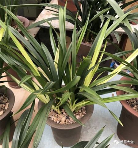 植物的风水作用