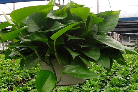 绿萝叶子长黑点是什么原因