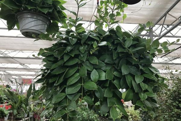 盆栽上土介质怎么摆放(盆栽土上面放什么好)