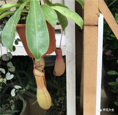 植物的风水作用