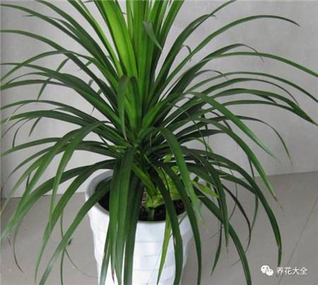 植物的风水作用