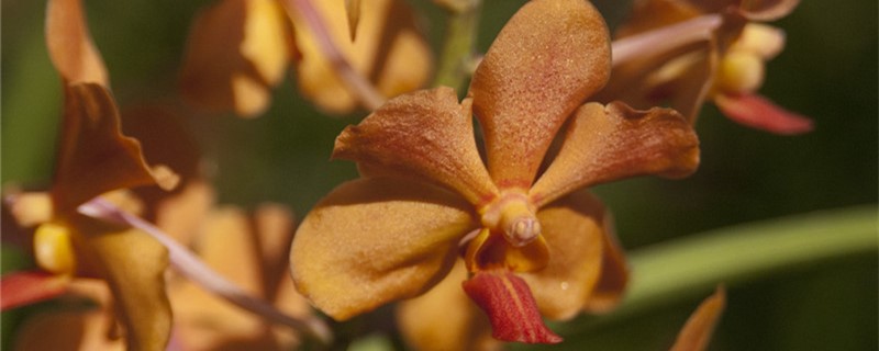 纯土能不能养兰养兰花用土有什么讲究(土养兰花到底好不好)