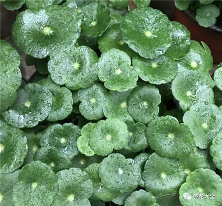 植物的风水作用