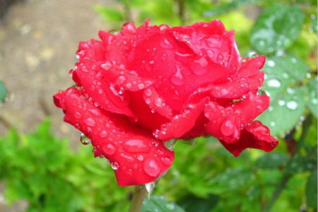 室内花期长的花有哪些