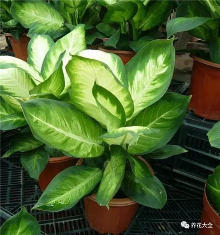 植物的风水作用