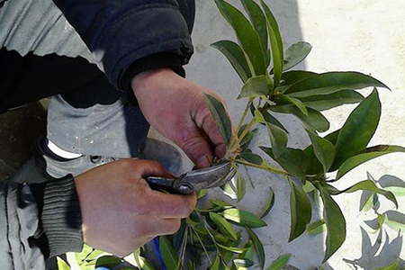 桂花树怎么嫁接到什么树上