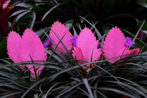 铁兰种子怎么种(铁兰种子怎么种植)