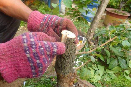 桂花树怎么嫁接到什么树上