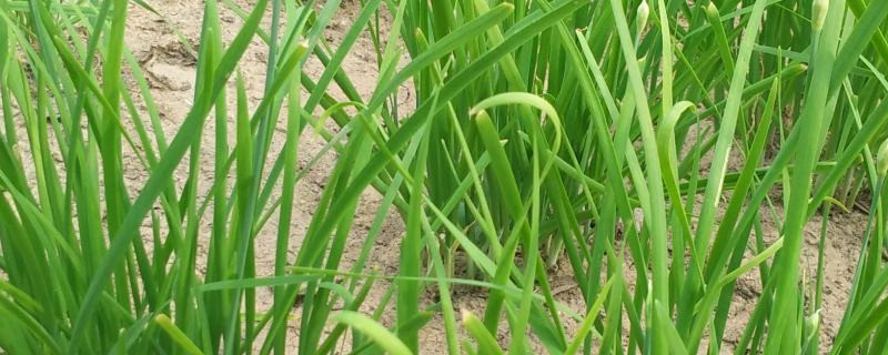 韭菜的功效与作用韭菜的营养价值及功效(韭菜的功效与作用有哪些)