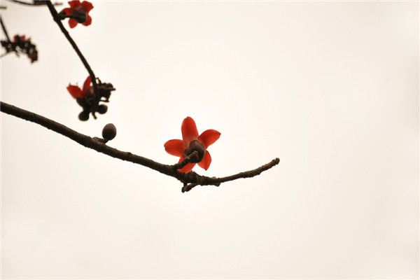 木棉怎么嫁接繁殖(木棉扦插生根最快方法)