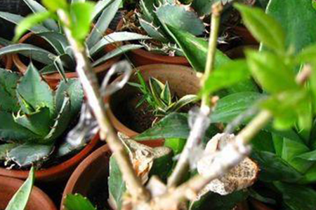 桂花树怎么嫁接到什么树上