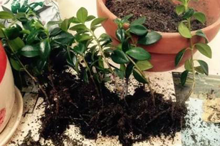 金鱼吊兰的养殖方法和注意事项