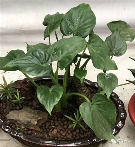 植物的风水作用