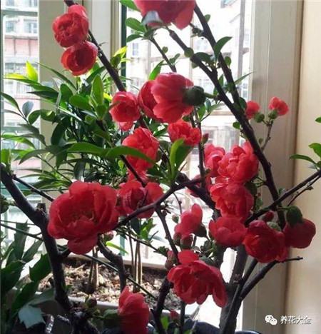 植物的风水作用