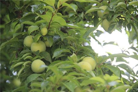 四川李子的功效与作用