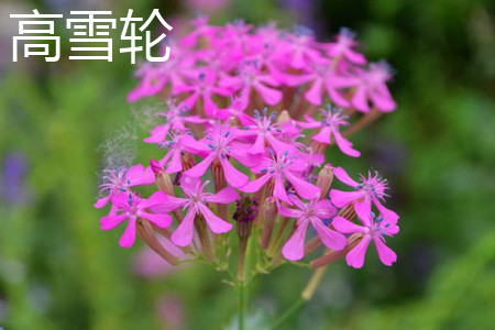 矮雪轮图片