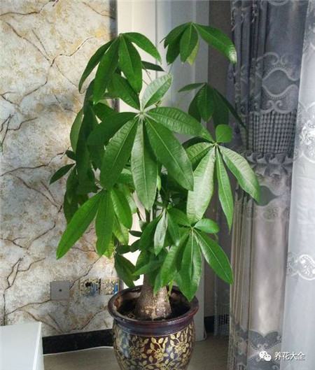 植物的风水作用