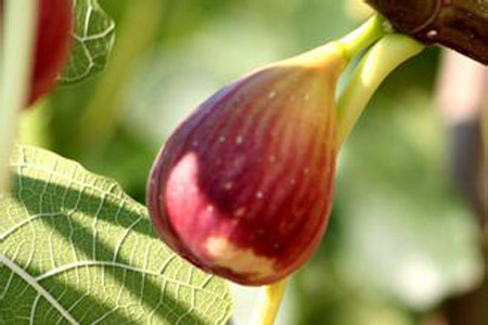 无花果怎样扦插成活率比较高