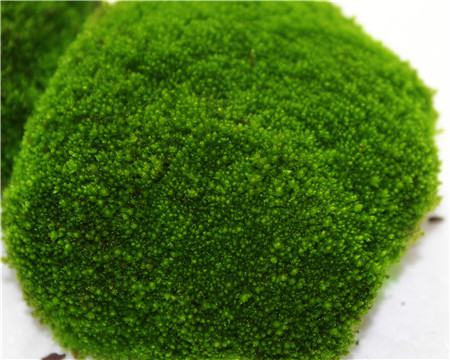 苔藓盆景保湿罩图片