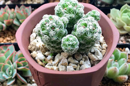 银手指怎样养才能开花