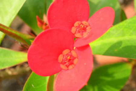 虎刺梅水浇多了叶子发黄怎么办