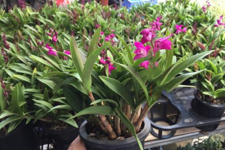 香水石斛兰怎么养开花才多